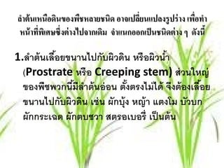 ลําต้ นเหนือดินของพืชหลายชนิด อาจเปลียนแปลงรู ปร่ าง เพือทํา
                                     ่                  ่
หน้าทพเิ ศษซ่ึงต่างไปจากเดม จาแนกออกเป็นชนิดต่าง ๆ ดงนี้
        ่ี                ิ ํ                             ั

1.ลาต้นเลือยขนานไปกับผิวดน หรือผิวนํา
    ํ     ้                 ิ            ้
  (Prostrate หรื อ Creeping stem) ส่วนใหญ่
  ของพืชพวกนีมีลาต้ นอ่ อน ตังตรงไม่ ได้ จึงต้ องเลือย
              ้ ํ             ้                     ้
  ขนานไปกับผิวดน เช่น ผักบ้ ุง หญ้า แตงโม บัวบก
                ิ
  ผักกระเฉด ผักตบชวา สตรอเบอรี่ เป็ นต้ น
 