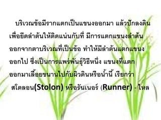 บริเวณข้ อมีรากแตกเป็ นแขนงออกมา แล้ วปั กลงดิน
เพื่อยึดลําต้ นให้ ตดแน่ นกับที่ มีการแตกแขนงลําต้ น
                    ิ
ออกจากตาบริเวณที่เป็ นข้ อ ทําให้ มีลาต้ นแตกแขนง
                                         ํ
ออกไป ซึ่งเป็ นการแพร่ พนธุ์วธีหนึ่ง แขนงที่แตก
                           ั ิ
ออกมาเลือยขนานไปกับผิวดินหรื อนํานี ้ เรี ยกว่ า
           ้                           ้
 สโตลอน(Stolon) หรื อรั นเนอร์ (Runner) - ไหล
 