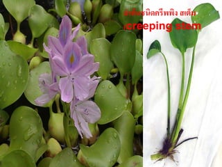 ลาต้นชนิดครีพพง สเตม
        ํ            ิ ็
ผักตบชวา
       (creeping stem
 