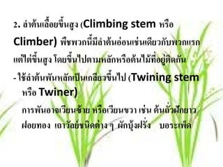2. ลําต้ นเลือยขึนสู ง (Climbing stem หรือ
             ้ ้
Climber) พืชพวกนีมลาต้ นอ่ อนเช่ นเดียวกับพวกแรก
                          ้ ีํ
แต่ ไต่ ขนสู ง โดยขึนไปตามหลักหรือต้ นไม้ ทอยู่ตดกัน
         ึ้         ้                       ี่ ิ
- ใช้ ลาต้ นพันหลักเป็ นเกลียวขึนไป (Twining stem
       ํ                        ้
   หรือ Twiner)
   การพันอาจเวียนซ้ าย หรือเวียนขวา เช่ น ต้ นถั่วฝักยาว
   ฝอยทอง เถาวัลย์ ชนิดต่ าง ๆ ผักบุ้งฝรั่ง บอระเพ็ด
 
