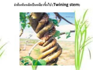 ลําต้ นพันหลักเป็ นเกลียวขึนไป (Twining stem)
                           ้
 