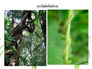 เถาวลย์ชนิดต่างๆ
    ั
 