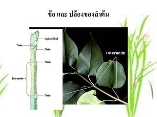 ข้ อ และ ปล้ องของลําต้ น
 