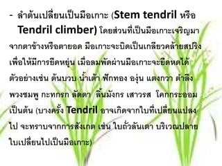- ลาต้นเปล่ ียนเป็นมือเกาะ (Stem tendril หรื อ
   ํ
  Tendril climber) โดยส่ วนที่เป็ นมือเกาะเจริญมา
จากตาข้างหรือตายอด มือเกาะจะบดเป็นเกลียวคล้ายสปริง
                                        ิ
เพ่ อให้มีการยดหย่ ุน เม่ ือลมพดผ่านมือเกาะจะยดหดได้
    ื           ื                 ั               ื
ตัวอย่ างเช่ น ต้ นบวบ นําเต้ า ฟั กทอง องุ่น แตงกวา ตําลึง
                         ้
พวงชมพู กะทกรก ลัดดา ลินมังกร เสาวรส โคกกระออม
                                ้
เป็ นต้ น (บางครัง Tendril อาจเกดจากใบท่ เปล่ ียนแปลง
                   ้                  ิ         ี
ไป จะทราบจากการสังเกต เช่น ใบถ่ ัวลันเตา บริเวณปลาย
ใบเปลี่ยนไปเป็ นมือเกาะ)
 