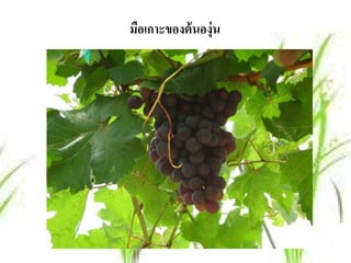 มือเกาะของต้ นองุ่น
 