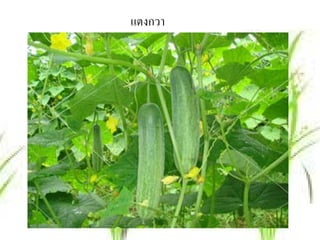 แตงกวา
 