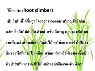 - ใช้ รากพัน (Root climber)

เป็นลาต้นทไต่ขนสูง โดยงอกรากออกมาบริเวณข้อยดกบ
     ํ    ี่ ึ ้                           ึ ั

หลักหรือต้ นไม้ ต้นอืน ตัวอย่ างเช่ น ต้ นพลู พลูด่าง พริกไทย
                     ่

รากพชเหล่านีหากยดตดกบต้นไม้ จะไม่แทงรากเข้าไปในลา
    ื       ้ ึ ิ ั                             ํ

ต้ นของพืชทีเ่ กาะ ไม่ เหมือนพวกกาฝากหรือฝอยทองซึ่งเป็ น

พืชปรสิ ตที่แทงรากเข้ าไปในมัดท่ อลําเลียงของพืชที่เกาะ
 