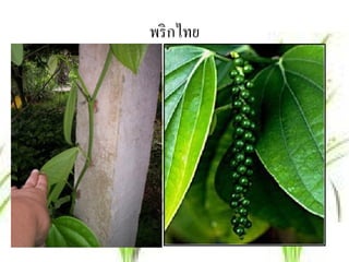พริกไทย
 