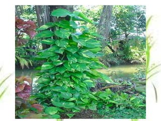 พลูด่าง
 