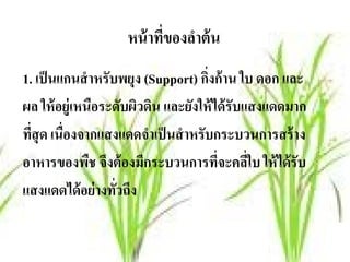 หน้าทของลาต้น
                        ่ี  ํ
1. เป็ นแกนสําหรับพยุง (Support) กิงก้ าน ใบ ดอก และ
                                   ่
ผล ให้อย่ ูเหนือระดบผวดน และยงให้ได้รับแสงแดดมาก
                    ั ิ ิ      ั
ทสุด เนื่องจากแสงแดดจําเป็นสําหรับกระบวนการสร้ าง
  ี่
อาหารของพืช จึงต้ องมีกระบวนการที่จะคลีใบ ให้ ได้ รับ
                                           ่
แสงแดดได้อย่างทัวถึง
                  ่
 