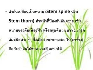 - ลําต้ นเปลี่ยนเป็ นหนาม (Stem spine หรื อ
  Stem thorn) ทําหน้ าที่ปองกันอันตราย เช่ น
                          ้
  หนามของต้ นเฟื่ องฟา หรื อตรุ ษจีน มะนาว มะกรูด
                     ้
  ส้ มชนิดต่ าง ๆ ซ่ งเกดจากตาตามซอกใบ(ตาข้ าง)
                     ึ ิ
  ติดกับลําต้ นไม่ สามารถปลิดออกได้
 