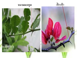 หนามมะกรูด   เฟื่   องฟ้ า
 