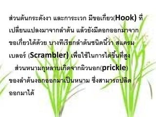 ส่วนต้นกระดังงา และการะเวก มีขอเกี่ยว(Hook) ที่
เปลี่ยนแปลงมาจากลําต้ น แล้ วยังมีดอกออกมาจาก
ขอเกี่ยวได้ ด้วย บางทีเรี ยกลําต้ นชนิดนีว่า สแครม
                                         ้
เบลอร์ (Scrambler) เพื่อใช้ ในการไต่ ขนที่สูงึ้
   ส่วนหนามกุหลาบเกดจากผิวนอก(prickle)
                       ิ
ของลําต้ นงอกออกมาเป็ นหนาม ซึ่งสามารถปลิด
ออกมาได้
 