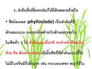 3. ลําต้ นทีเ่ ปลียนแปลงไปมีลกษณะคล้ ายใบ
                       ่          ั

• ฟี ลโลเคลด (phylloclade) เป็นลาต้นท่ มี
                                ํ      ี

ลักษณะแบน จนกระทั่งคล้ ายกับลักษณะของใบ

ในพชท่ ว ๆ ไป ลําต้ นแบบนีปกติ จะทําหน้ าที่ของใบ
   ื ั                    ้

ด้ วย คือ สังเคราะห์ แสง ดังนันพืชที่มีลาต้ นแบบนีจง
                              ้         ํ         ้ึ

ไม่ มีใบหรื อมีกเล็กมาก เช่ น กระบองเพชร พญาไร้ ใบ
                ็
 