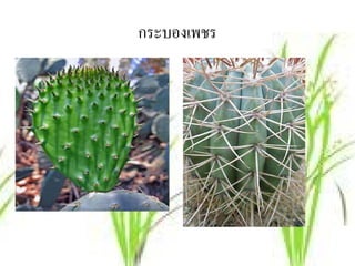 กระบองเพชร
 