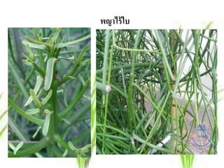 พญาไร้ใบ
 