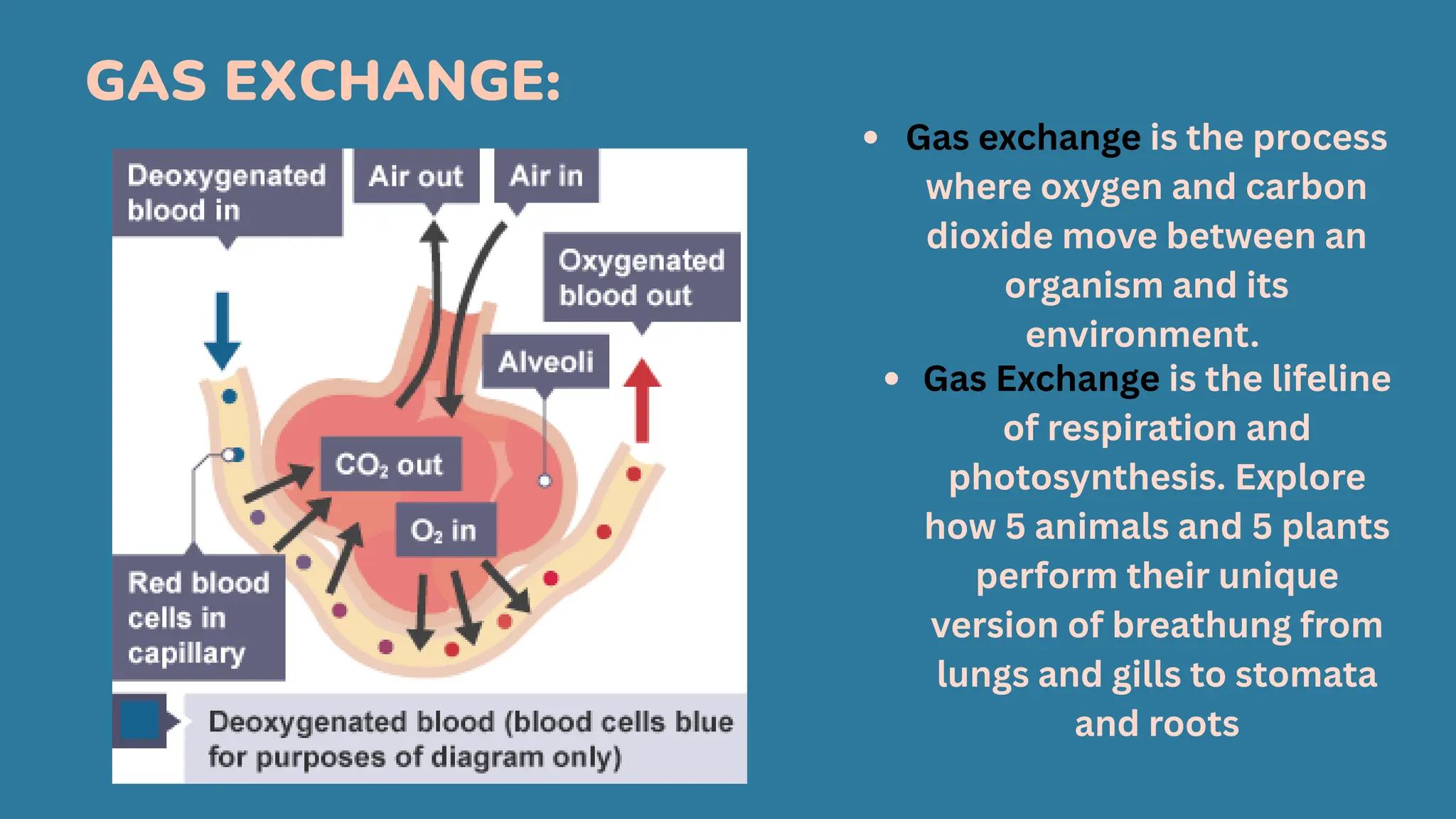 Environmental Exchange Gas Exchange of Plants and Animals, Parts and Functions | PDF