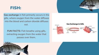 Gas Exchange of Plants and Animals, Parts and Functions | PDF