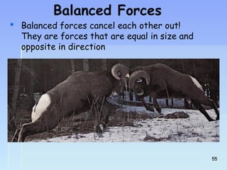 Balanced Forces 
 Balanced forces cancel each other out! 
They are forces that are equal in size and 
opposite in direction 
5555 
 