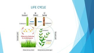 LIFE CYCLE
 