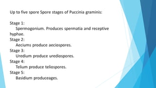 Up to five spore Spore stages of Puccinia graminis:
Stage 1:
Spermogonium. Produces spermatia and receptive
hyphae.
Stage 2:
Aeciums produce aeciospores.
Stage 3:
Uredium produce urediospores.
Stage 4:
Telium produce teliospores.
Stage 5:
Basidium produceages.
 