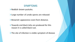 SYMPTOMS
➢Reddish brown pustules.
➢Large number of uredo spores are released
➢Brownish appearance even from distance.
➢Towards end black telia are produced for this
reason it is called black rust.
➢The site of infection is visible symptom of disease
 