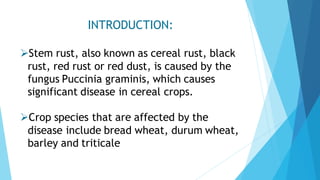 INTRODUCTION:
➢Stem rust, also known as cereal rust, black
rust, red rust or red dust, is caused by the
fungus Puccinia graminis, which causes
significant disease in cereal crops.
➢Crop species that are affected by the
disease include bread wheat, durum wheat,
barley and triticale
 