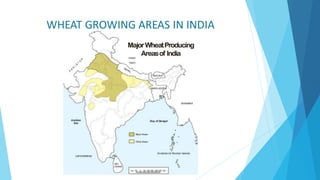 WHEAT GROWING AREAS IN INDIA
 