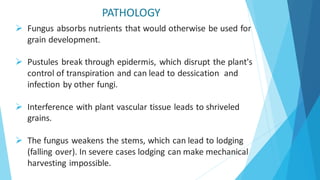 PATHOLOGY
➢ Fungus absorbs nutrients that would otherwise be used for
grain development.
➢ Pustules break through epidermis, which disrupt the plant's
control of transpiration and can lead to dessication and
infection by other fungi.
➢ Interference with plant vascular tissue leads to shriveled
grains.
➢ The fungus weakens the stems, which can lead to lodging
(falling over). In severe cases lodging can make mechanical
harvesting impossible.
 