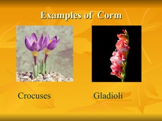 Examples of  Corm Crocuses Gladioli 