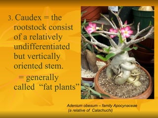 3.  Caudex = the rootstock consist of a relatively undifferentiated but vertically oriented stem. = generally called  “fat plants” Adenium obesum – family Apocynaceae  (a relative of  Calachuchi)‏ 