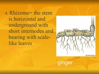 4.  Rhizome= the stem is horizontal and underground with short internodes and bearing with scale-like leaves ginger 
