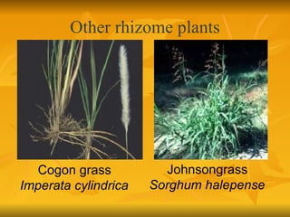 Other rhizome plants Johnsongrass  Sorghum halepense Cogon grass Imperata cylindrica 