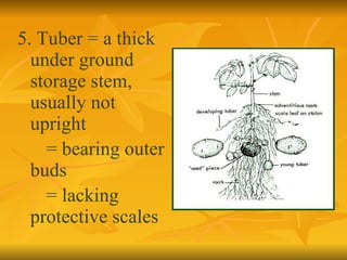 5. Tuber = a thick under ground storage stem, usually not  upright = bearing outer  buds = lacking protective scales  