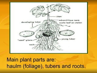Main plant parts are: haulm (foliage), tubers and roots. 