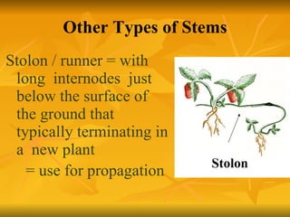 Other Types of Stems Stolon / runner = with long  internodes  just below the surface of the ground that  typically terminating in a  new plant  = use for propagation 