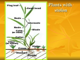 Plants with  stolon 
