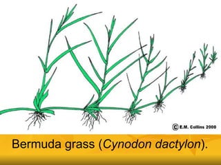 Bermuda grass ( Cynodon dactylon ). 