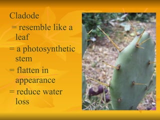 Cladode = resemble like a  leaf = a photosynthetic stem = flatten in appearance = reduce water loss 