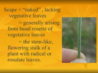 Scape = “naked” , lacking  vegetative leaves = generally arising  from basal rosette of  vegetative leaves = the stem-like, flowering stalk of a plant with radical or rosulate leaves. 