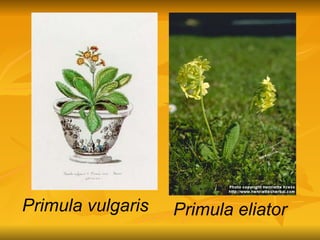 Primula vulgaris Primula eliator 