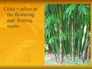 Culm = refers to the flowering  and  fruiting  stems. 