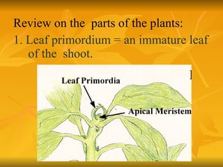 Review on the  parts of the plants: 1. Leaf primordium = an immature leaf of the  shoot. 