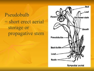 Pseudobulb = short erect aerial storage or propagative stem 