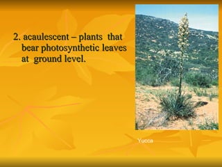 2. acaulescent – plants  that bear photosynthetic leaves at  ground level. Yucca 