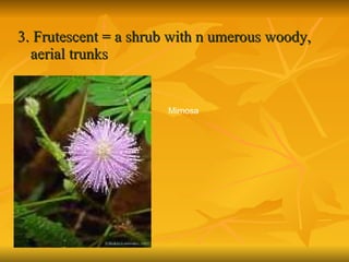 3. Frutescent = a shrub with n umerous woody, aerial trunks Mimosa 