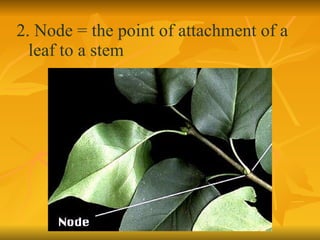 2. Node = the point of attachment of a leaf to a stem 
