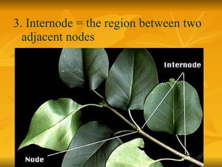 3. Internode = the region between two adjacent nodes 