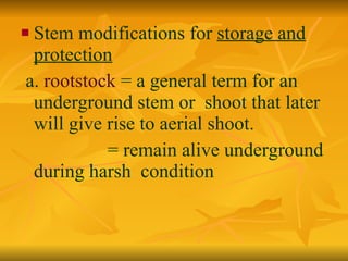 Stem modifications for  storage and protection a.  rootstock  = a general term for an underground stem or  shoot that later  will give rise to aerial shoot. = remain alive underground during harsh  condition 