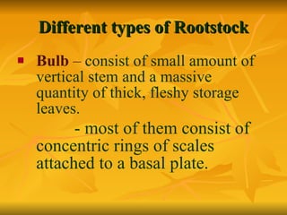 Different types of Rootstock Bulb  –  consist of small amount of vertical stem and a massive quantity of thick, fleshy storage leaves.   - most of them consist of concentric rings of scales attached to a basal   plate.   